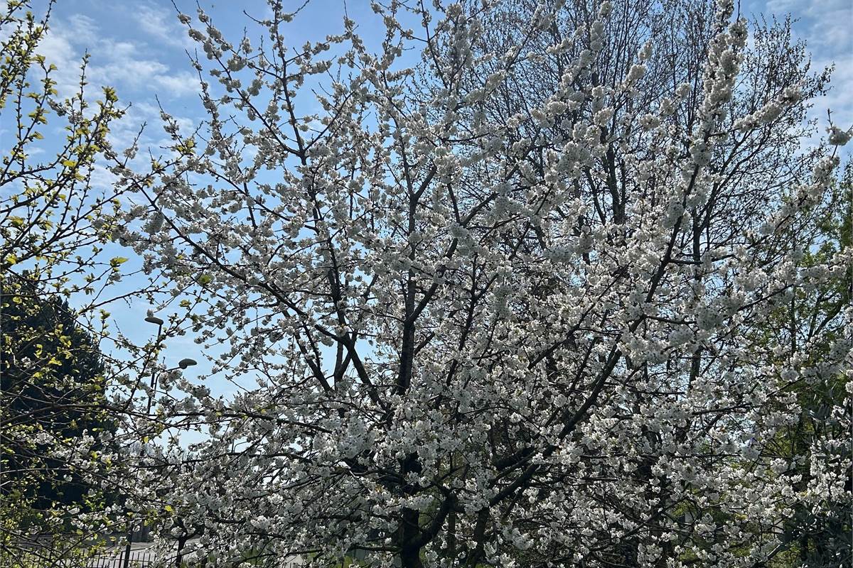 Appartamento con magazzino in vendita a Erba