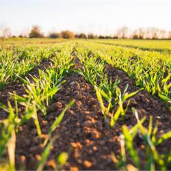 4,5 ettari di terreno pianeggiante per imprenditore agricolo