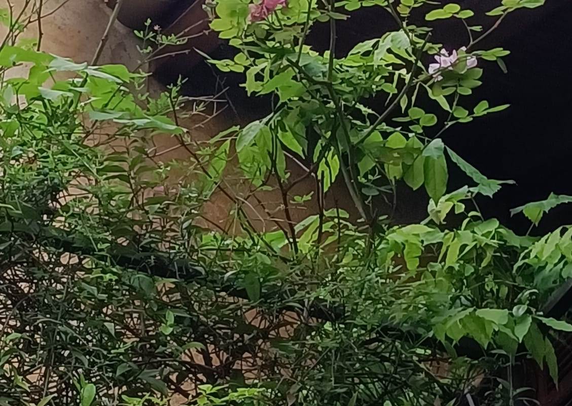 POGNANA LARIO - AFFASCINANTE PORZIONE DI CASA CON VISTA LAGO TERRAZZI E DEPANDANCE