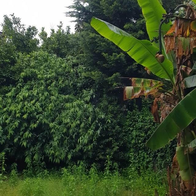 PORZIONE DI CASA CON GIARDINO