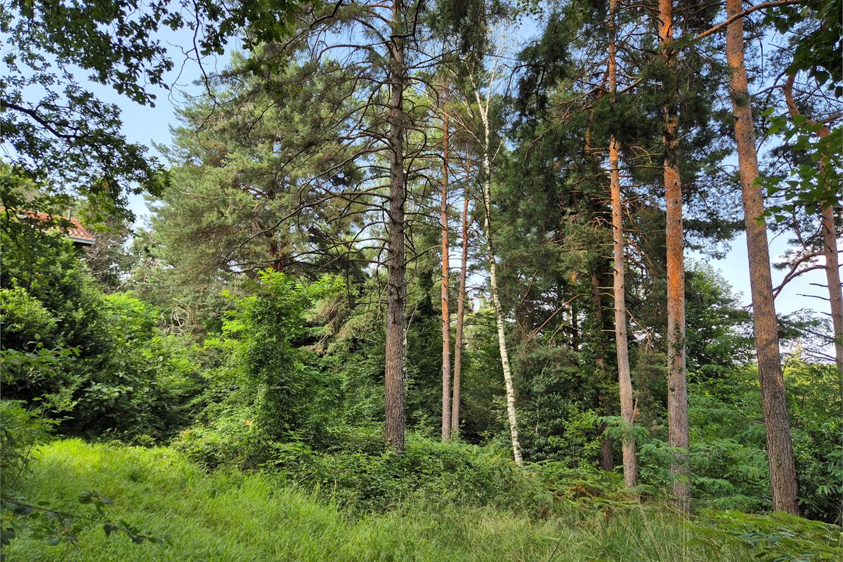 Villa singola immersa nel verde a Vedano Olona