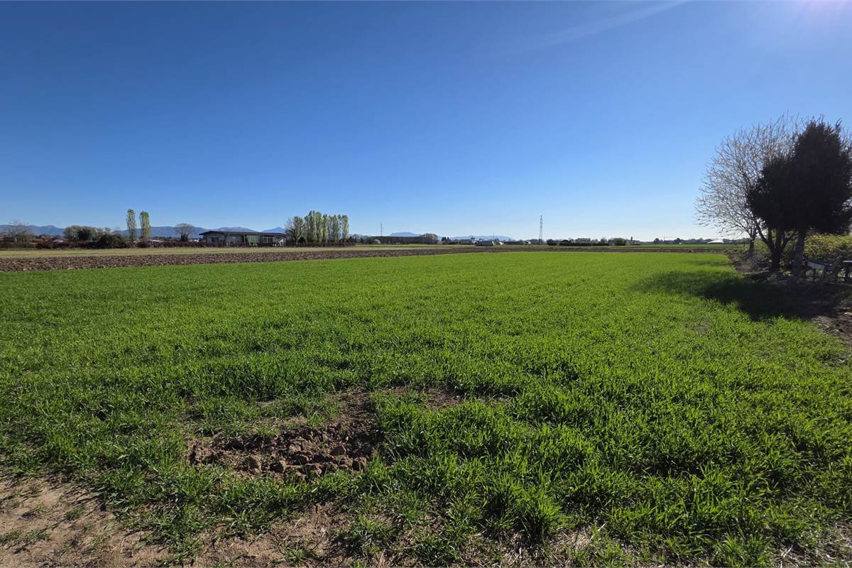 Terreno agricolo soleggiato con bosco privato a Fenegrò
