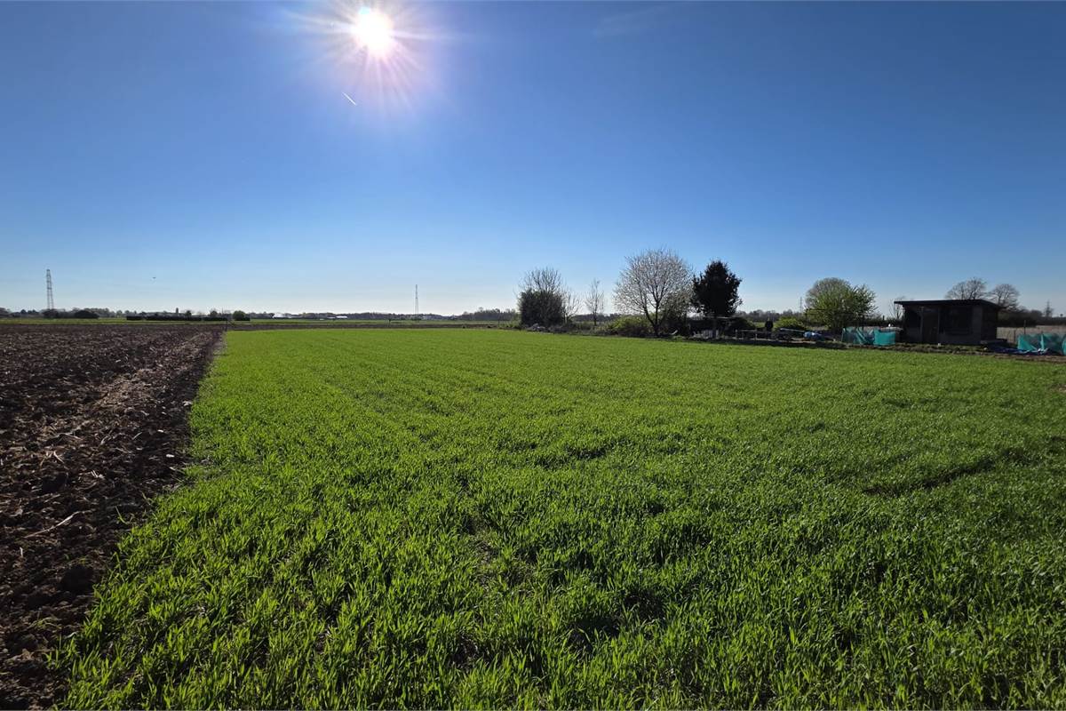 Terreno agricolo soleggiato con bosco privato a Fenegrò