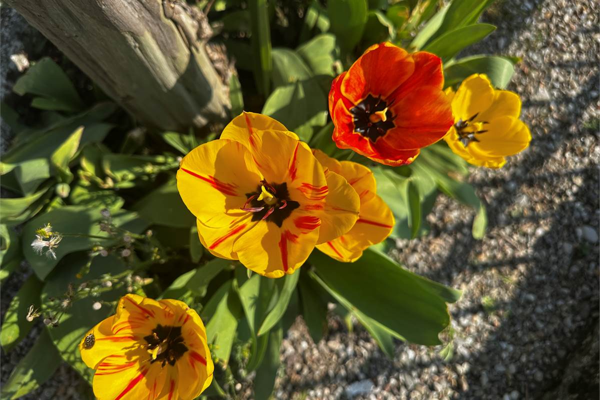 PONTELAMBRO : CASA SINGOLA CON GIARDINO